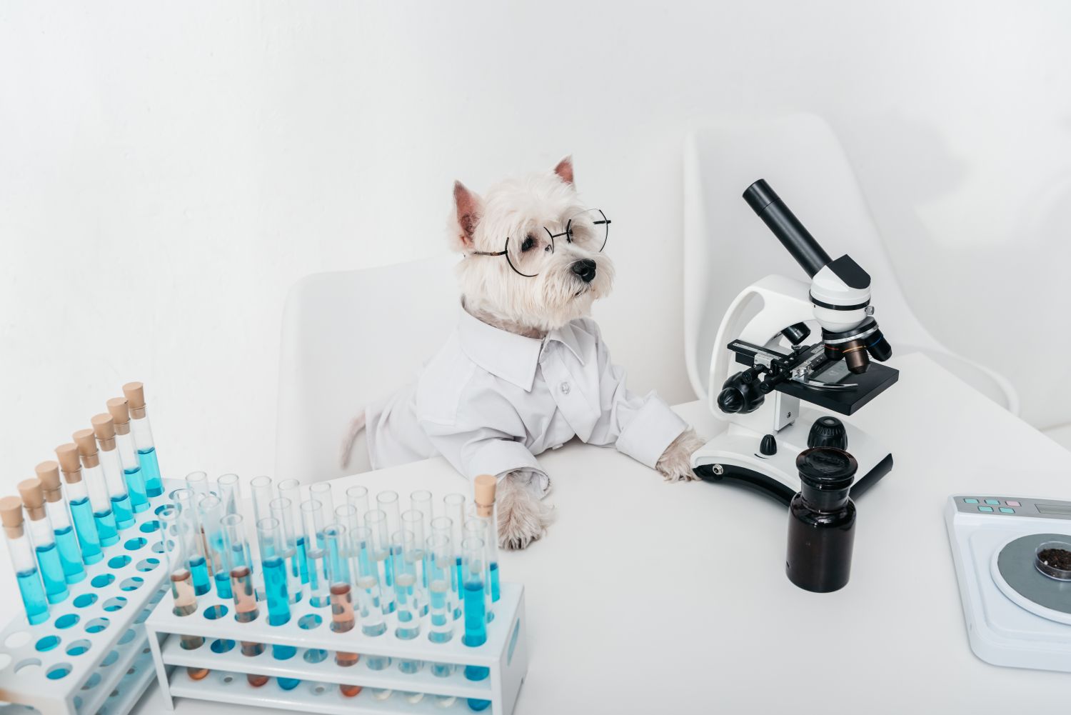 Animal Science – Science (B.S.)